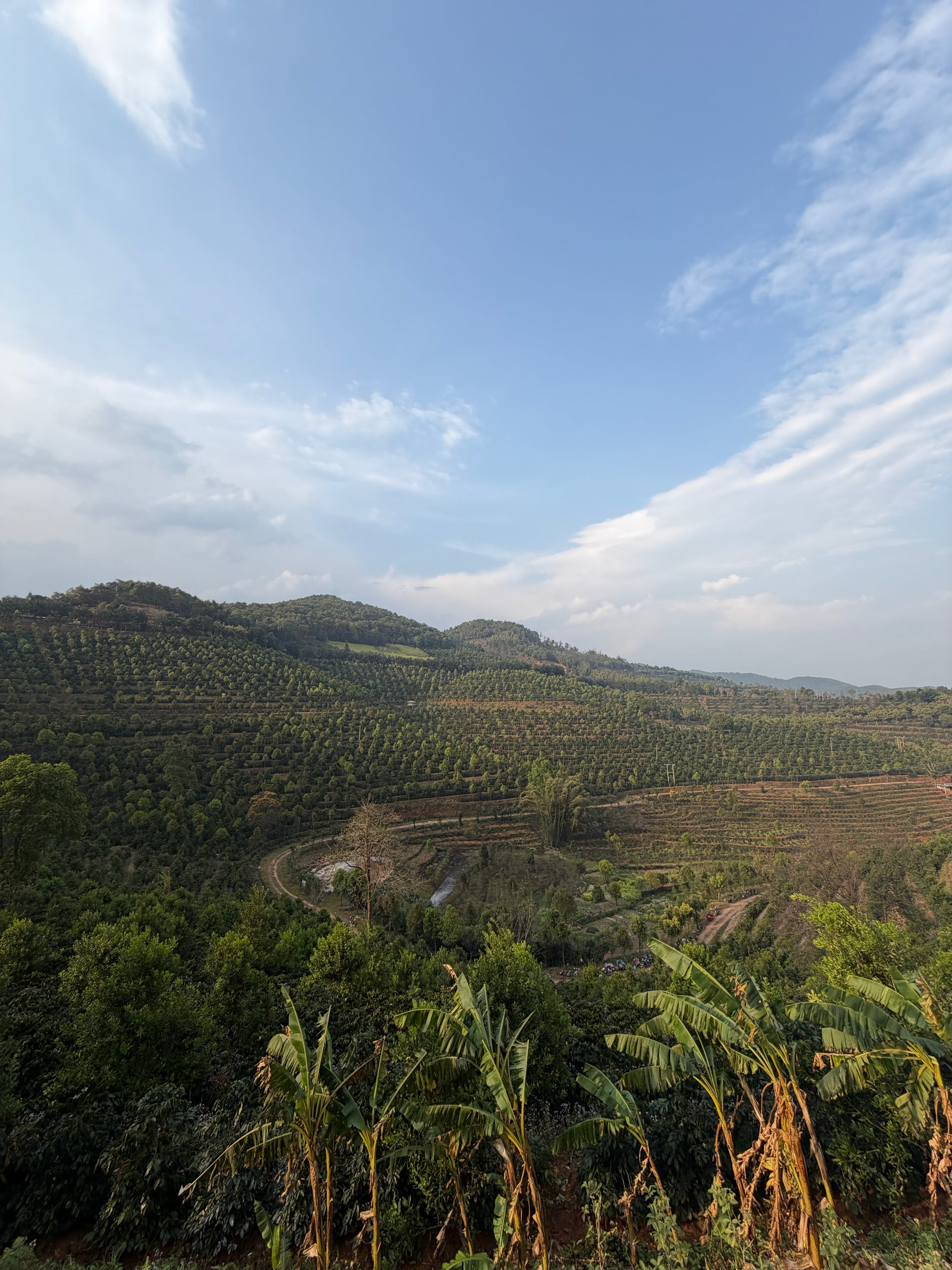 A scenic landscape photograph of rolling green hills covered in dense vegetation, with banana plants in the foreground under a bright blue sky with wispy white clouds.