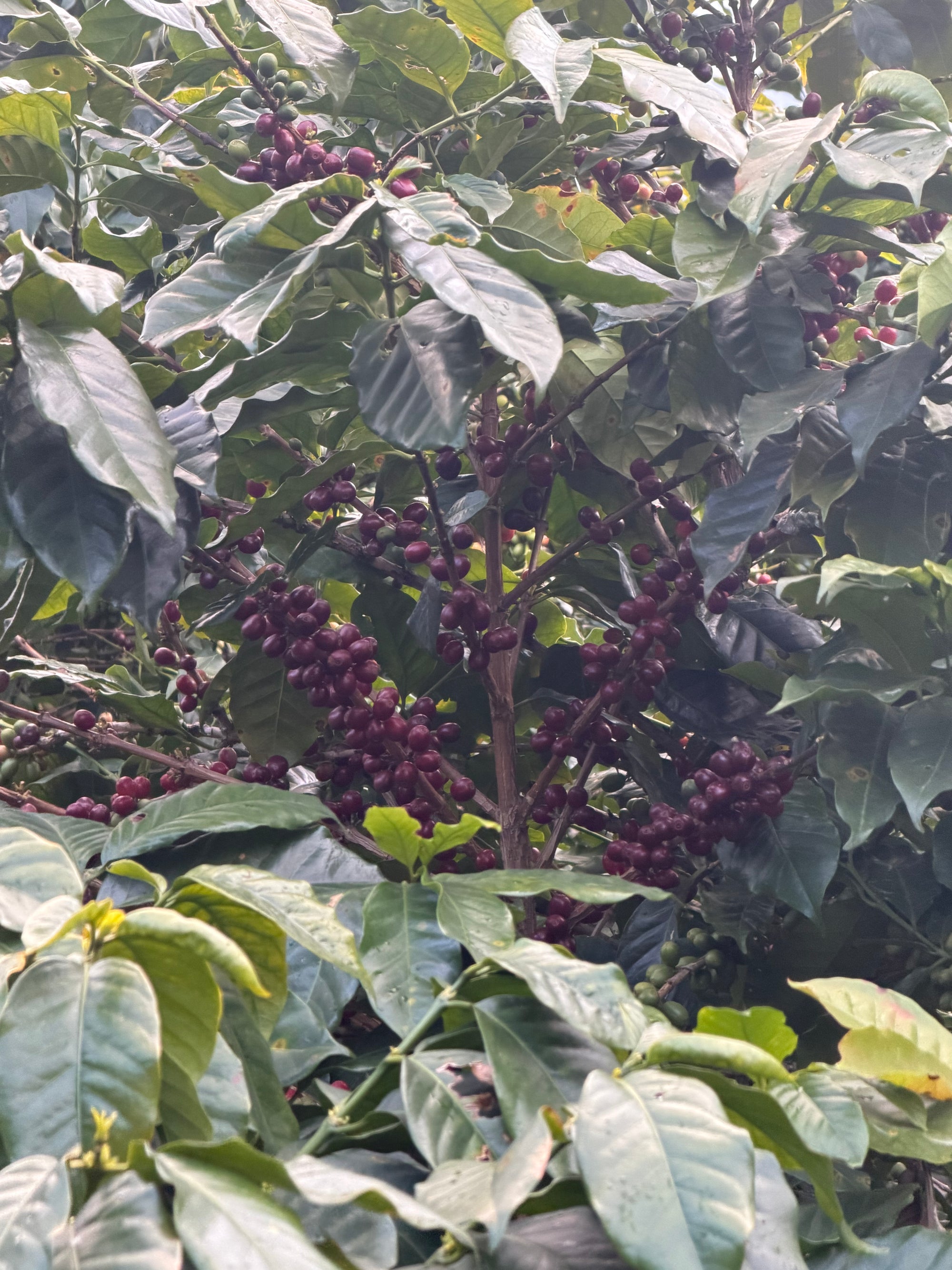 Close-up of a coffee plant with clusters of dark red cherries and green leaves growing on the bush.